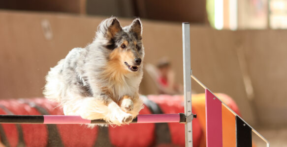 Agility